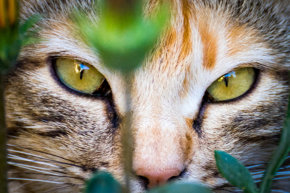Il coraggio di essere sé stessi